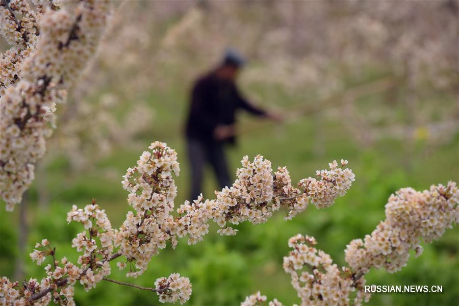 Весенние работы на полях Китая