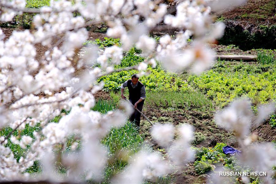 Весенние работы на полях Китая