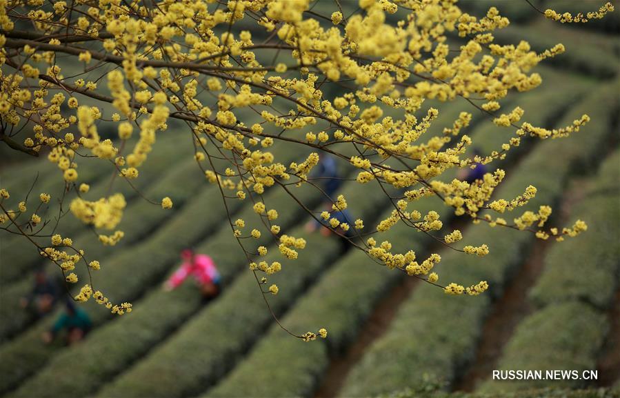 Весенние труды китайских крестьян