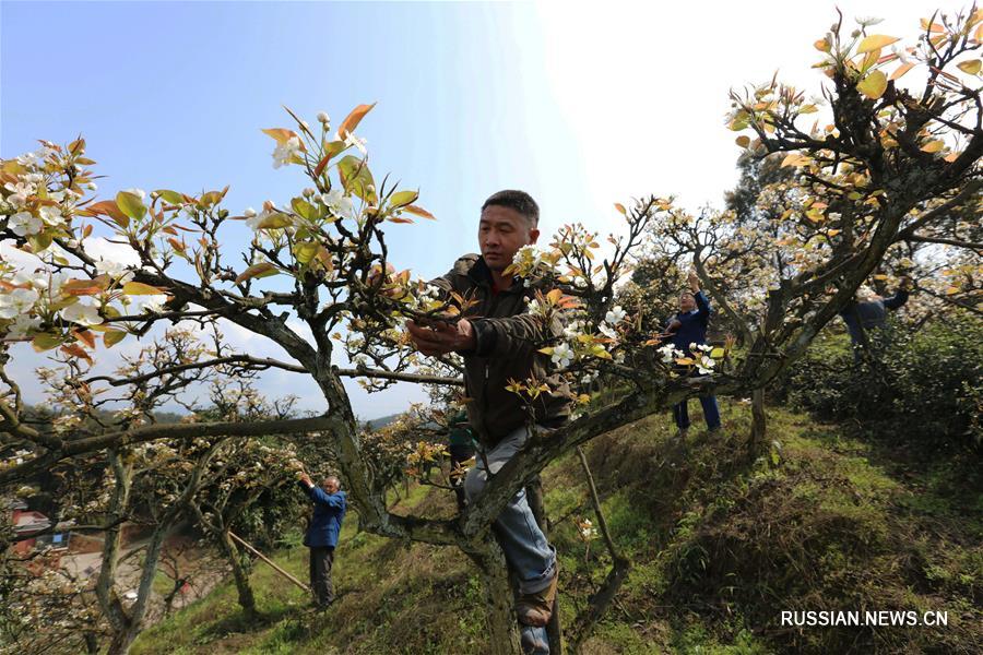 Весенние труды китайских крестьян