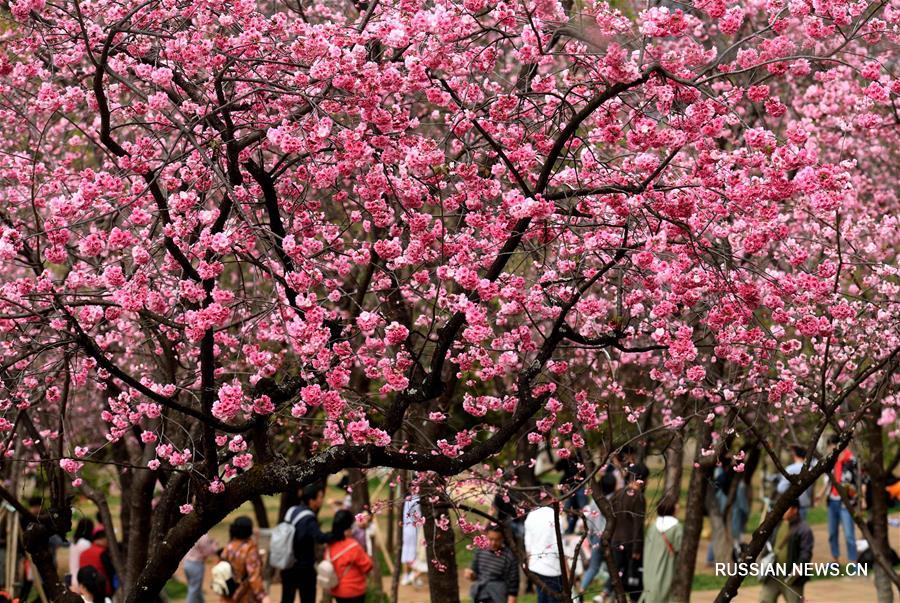 Цветение сакуры в Куньмине 