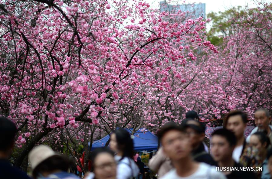 Цветение сакуры в Куньмине 