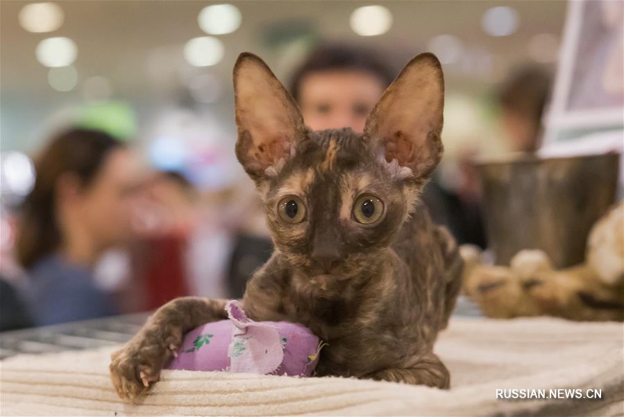В Венгрии состоялась международная выставка кошек