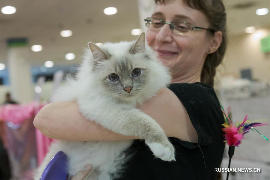 В Венгрии состоялась международная выставка кошек