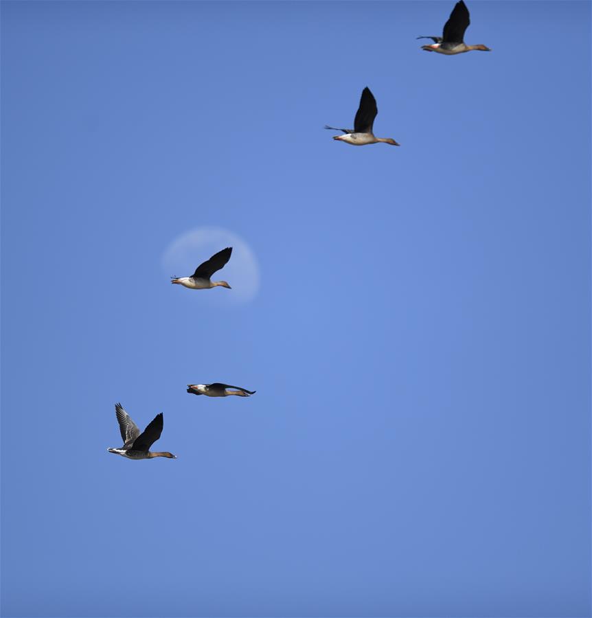 Перелетные птицы на озере Волунху