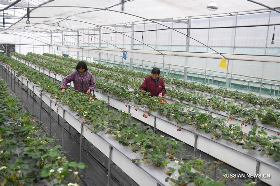 "Золотая ягода" -- Выращивание клубники приносит дополнительный доход фермерам из города Цзюйжун