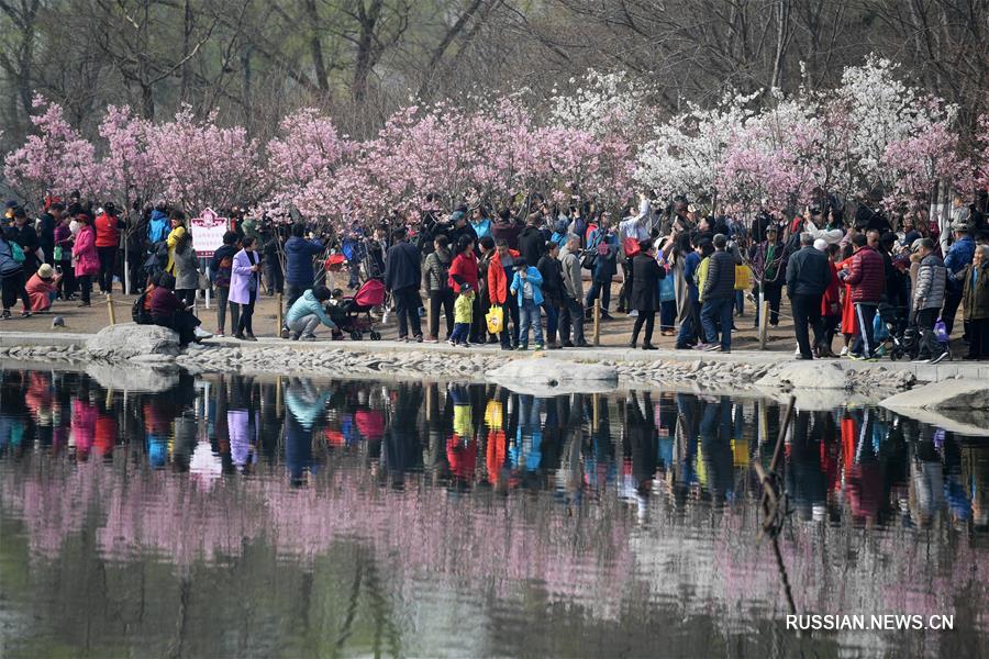 Фестиваль сакуры в пекинском парке