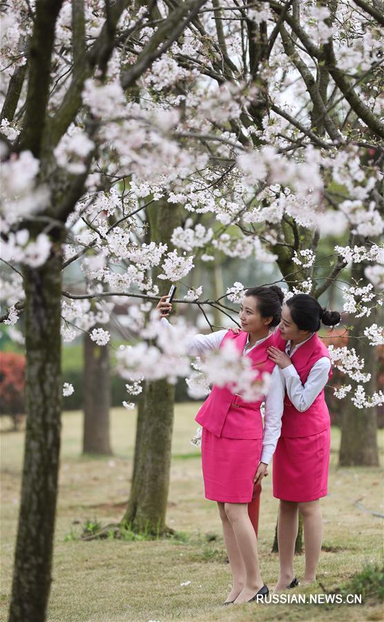 Цветение вишни в Мэйшане