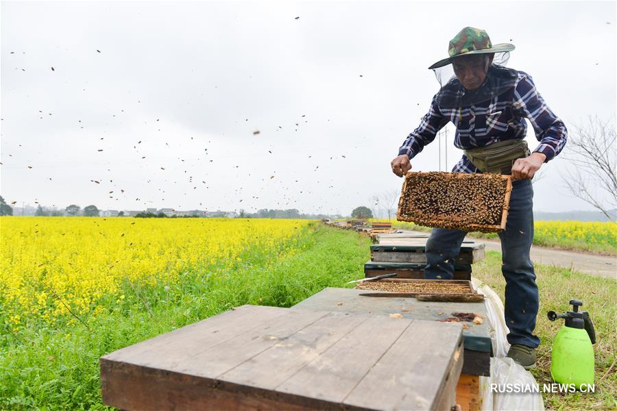 В Центральном Китае наступил сезон сбора меда