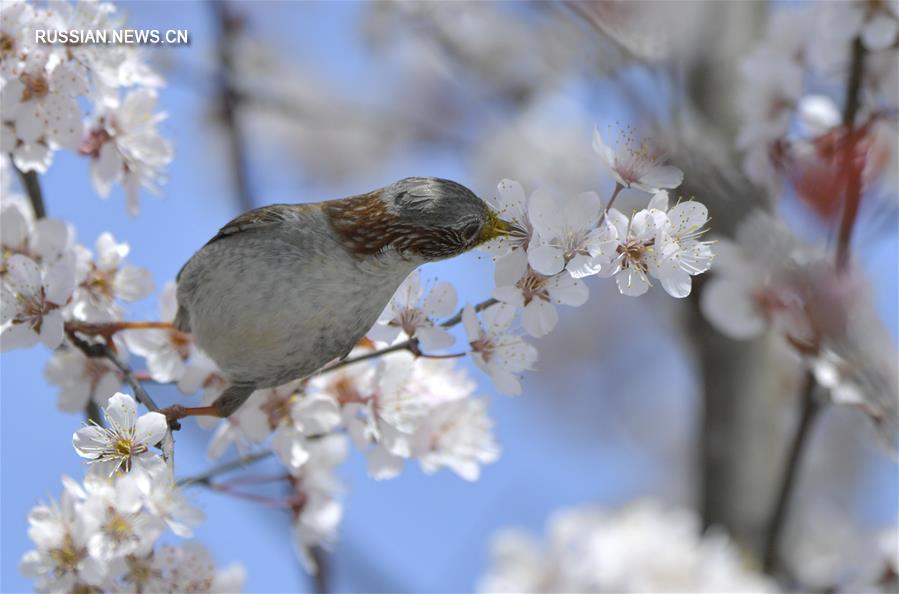 Птицы среди цветов в провинции Хубэй