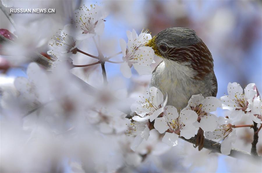 Птицы среди цветов в провинции Хубэй