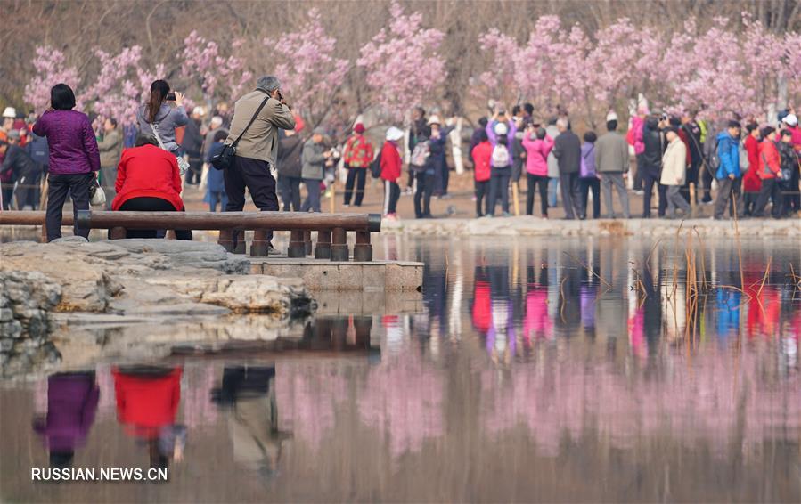 Фестиваль цветов вишни в пекинском парке Юйюаньтань