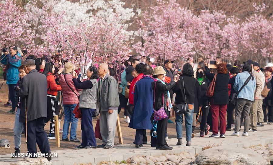 Фестиваль цветов вишни в пекинском парке Юйюаньтань