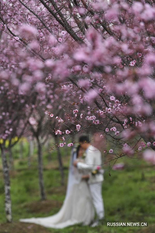 Ароматы весны в провинции Шэньси  