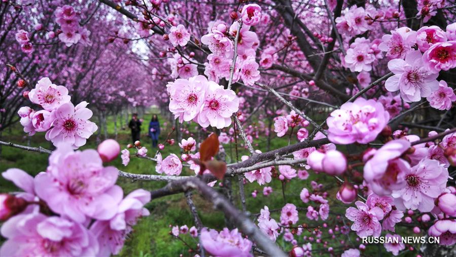Ароматы весны в провинции Шэньси