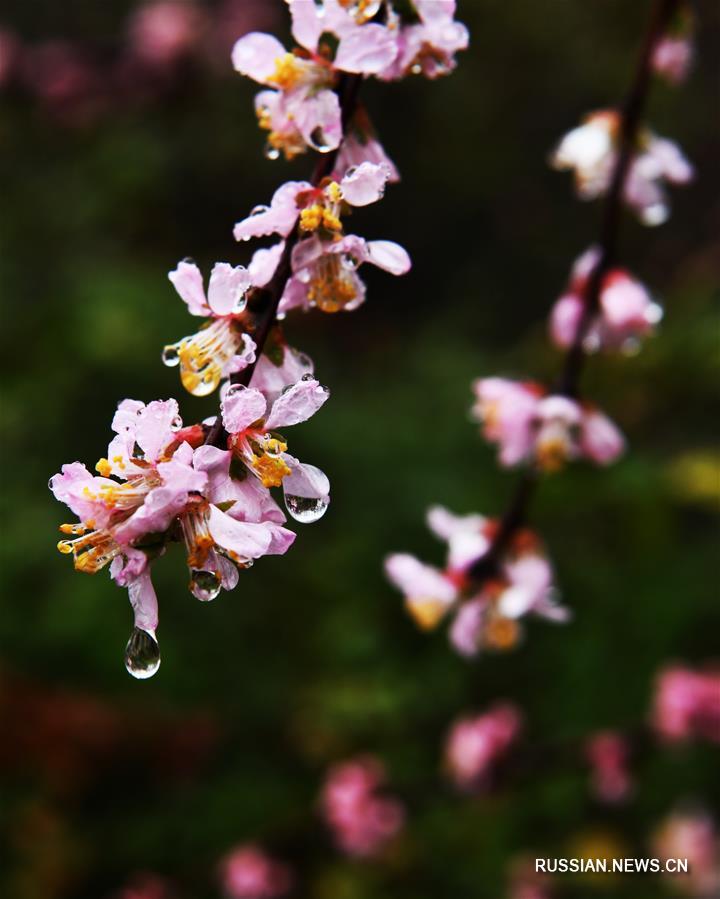Весенние цветы в провинции Шаньдун под мартовским дождем
