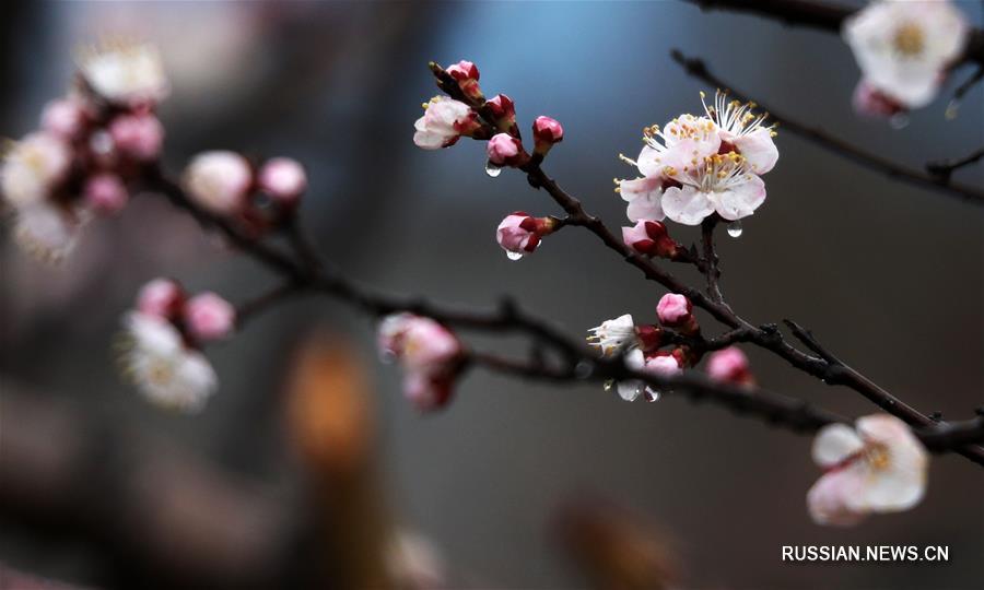 Весенние цветы в провинции Шаньдун под мартовским дождем