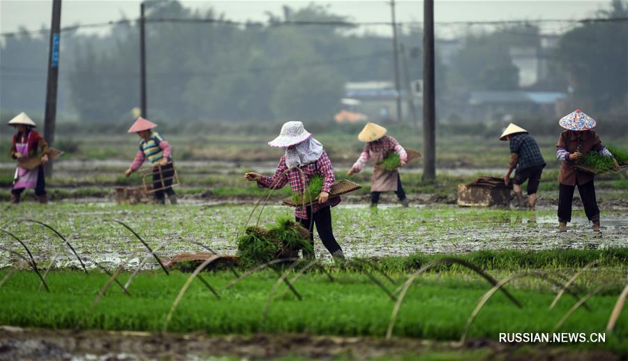 Полевые работы китайских крестьян за день до весеннего равноденствия