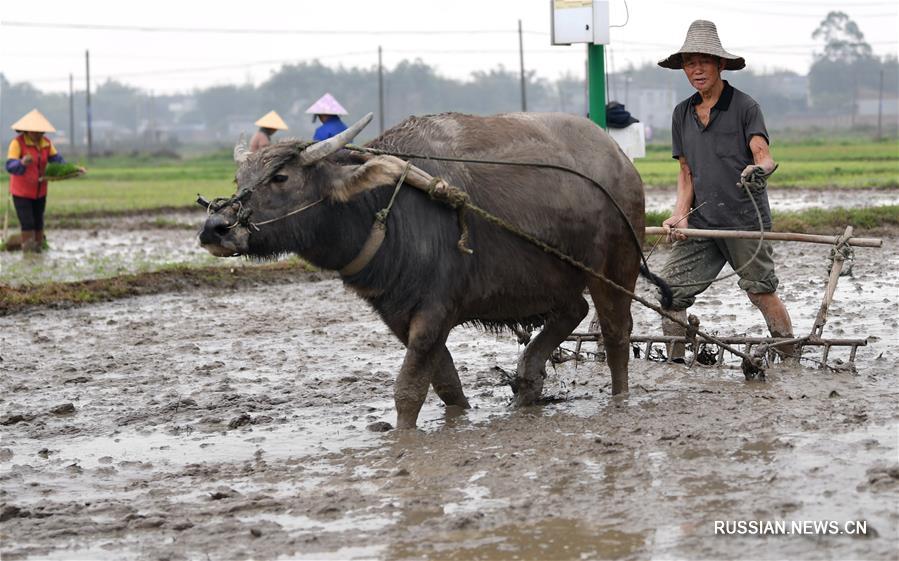 Полевые работы китайских крестьян за день до весеннего равноденствия