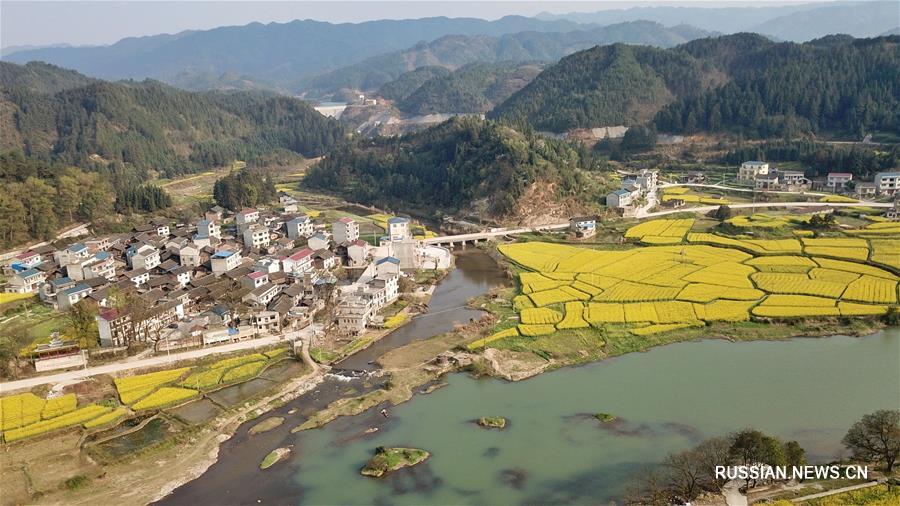 Золотой ковер цветущего рапса на Юньнань-Гуйчжоуском нагорье