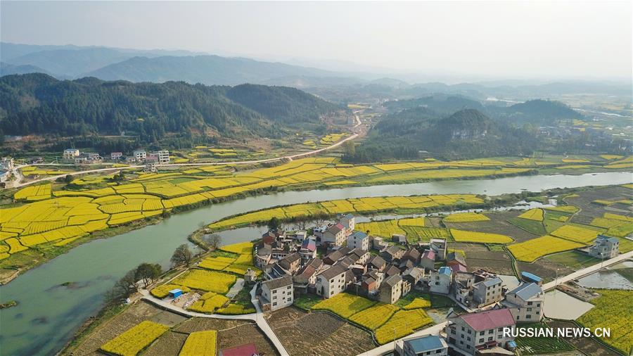 Золотой ковер цветущего рапса на Юньнань-Гуйчжоуском нагорье