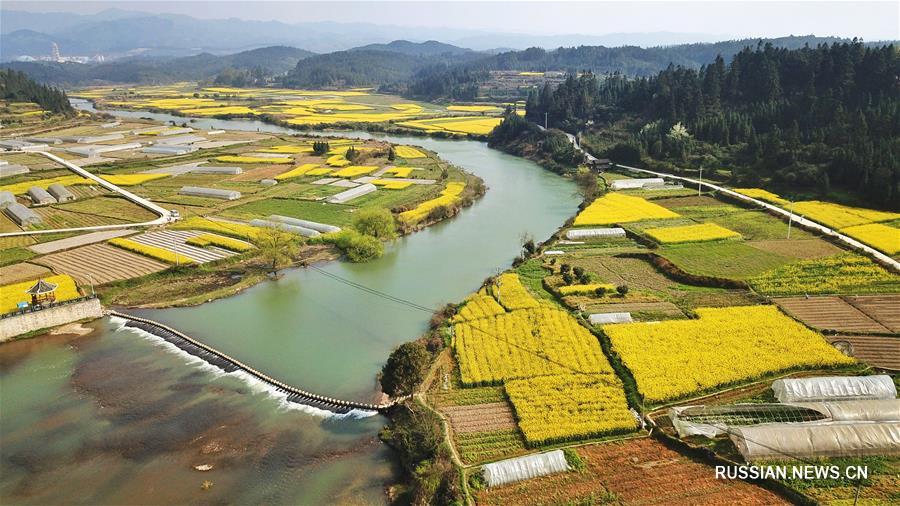 Золотой ковер цветущего рапса на Юньнань-Гуйчжоуском нагорье