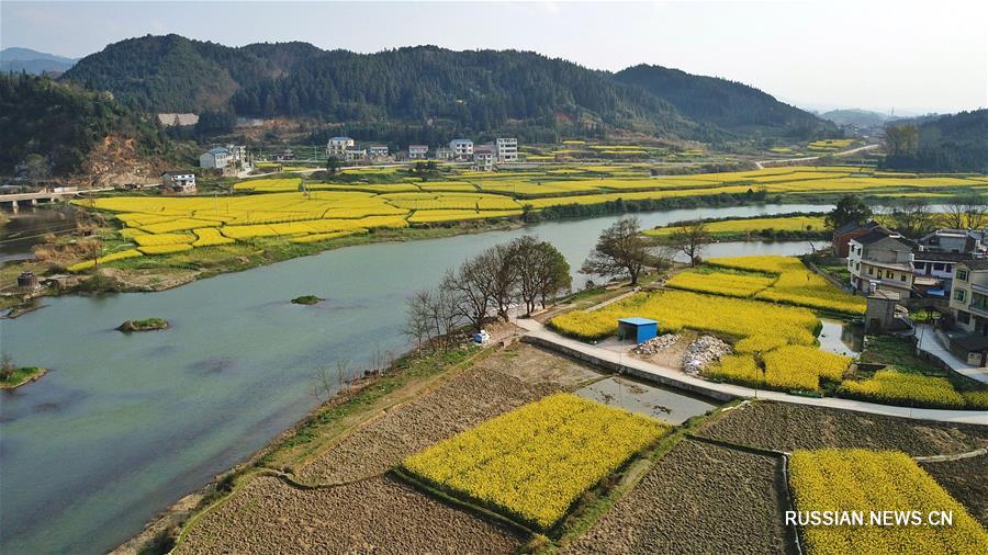 Золотой ковер цветущего рапса на Юньнань-Гуйчжоуском нагорье