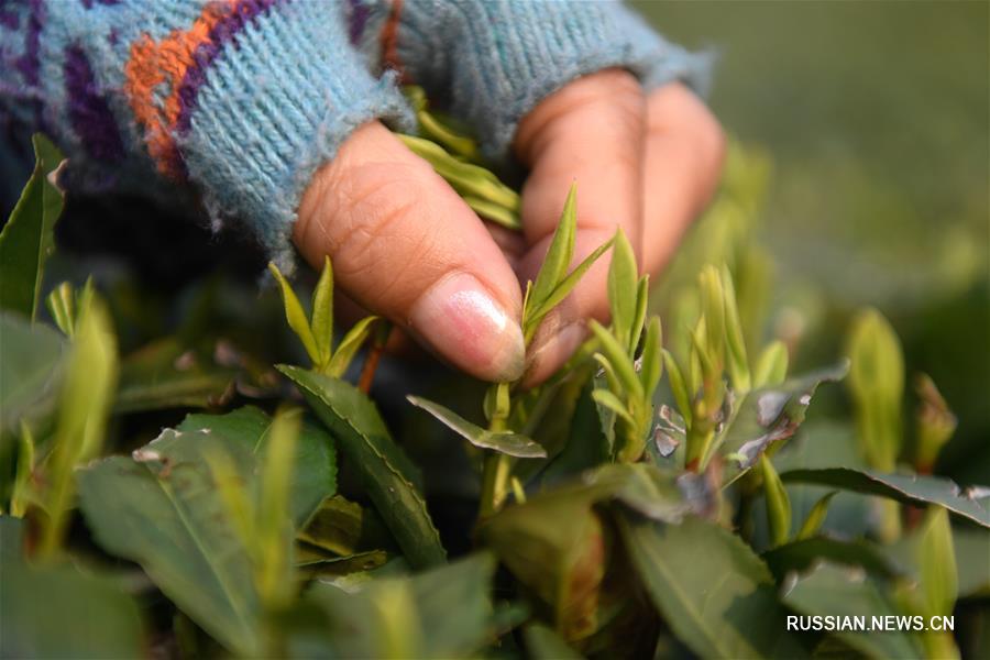 В Ханчжоу собирают первый урожай чая "Сиху Лунцзин"