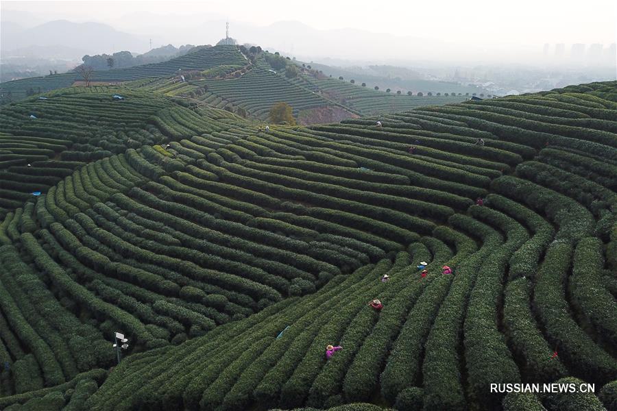 В Ханчжоу собирают первый урожай чая "Сиху Лунцзин"