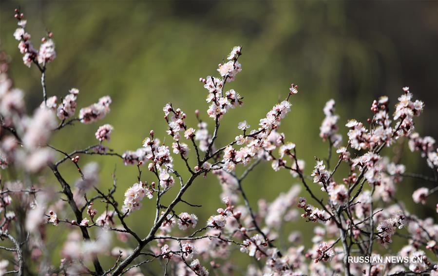 Персики в цвету в провинции Хэбэй 