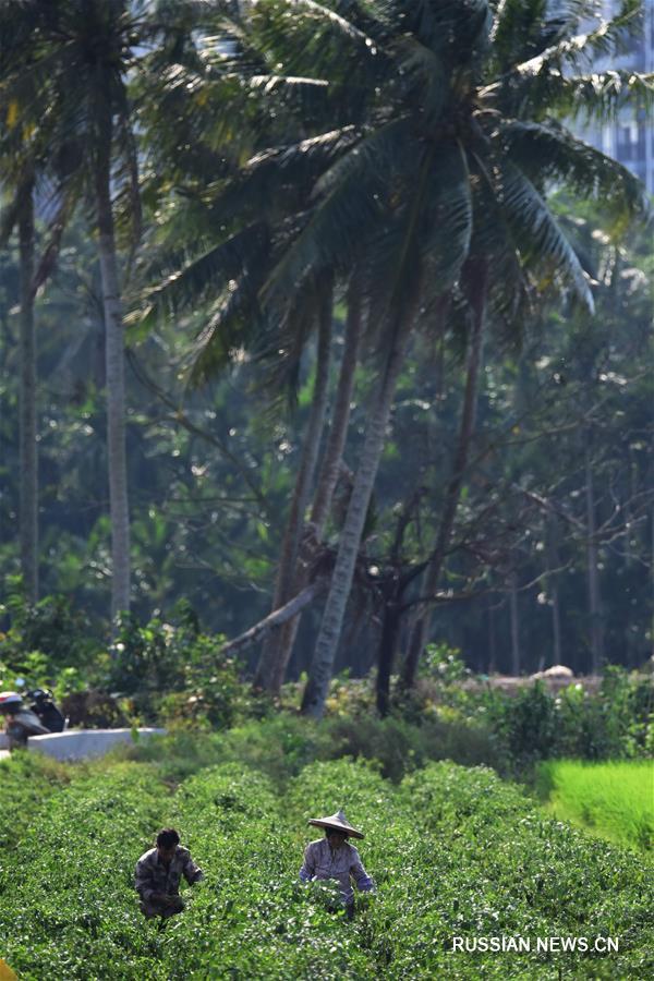 Весеннее равноденствие на полях Китая