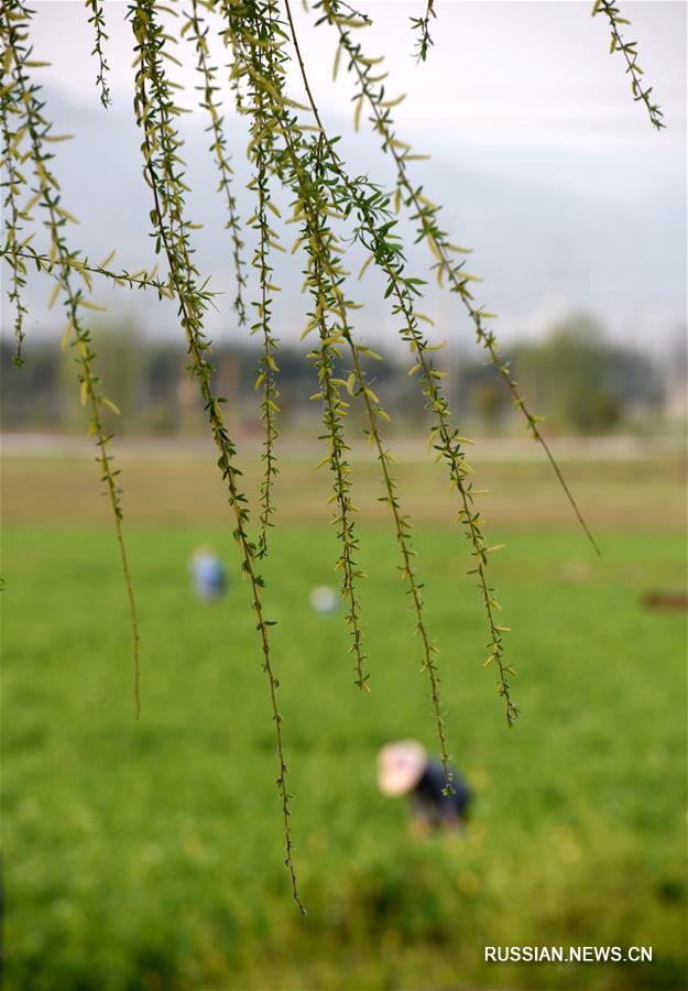 Весеннее равноденствие на полях Китая