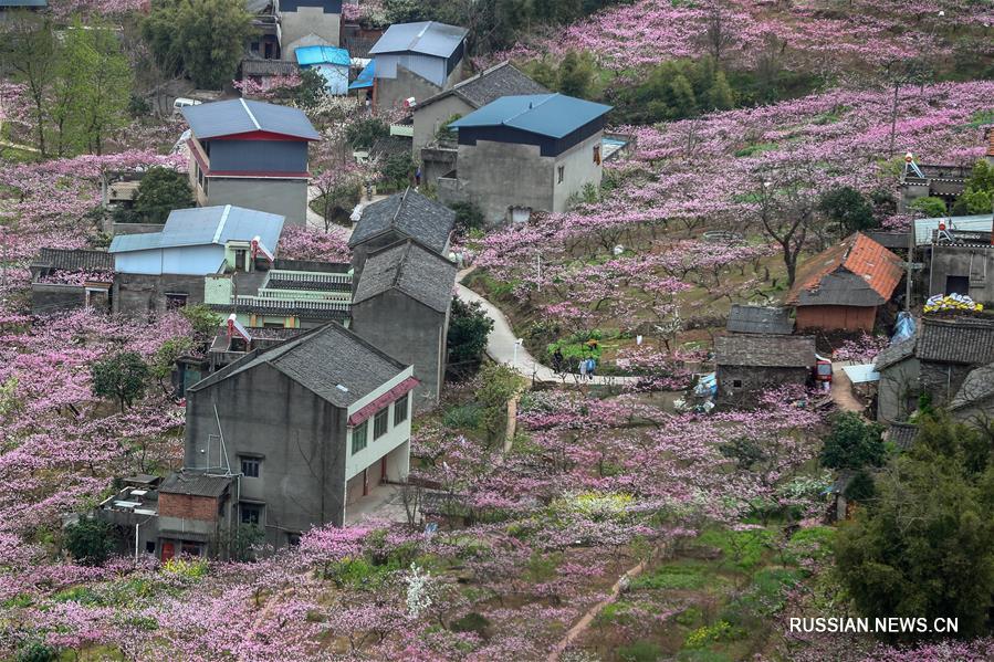 Море розовых цветов в провинции Сычуань  