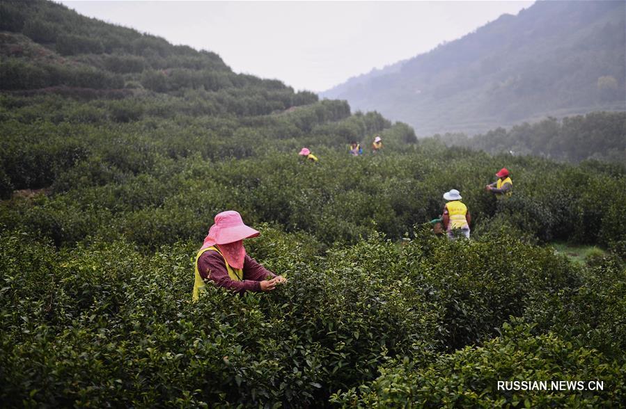 Сбор весеннего урожая чая "Билочунь" под Сучжоу