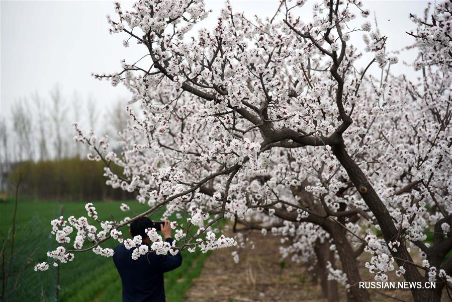 Цветущие абрикосы в провинции Шаньдун