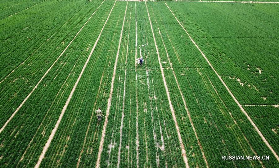 Цветущие абрикосы в провинции Шаньдун