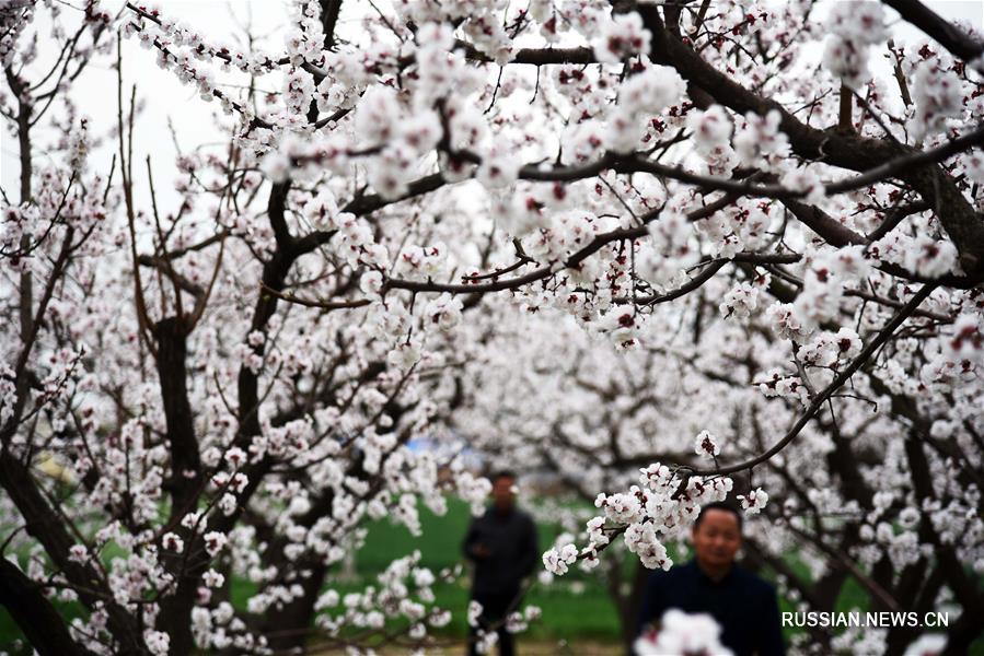 Цветущие абрикосы в провинции Шаньдун