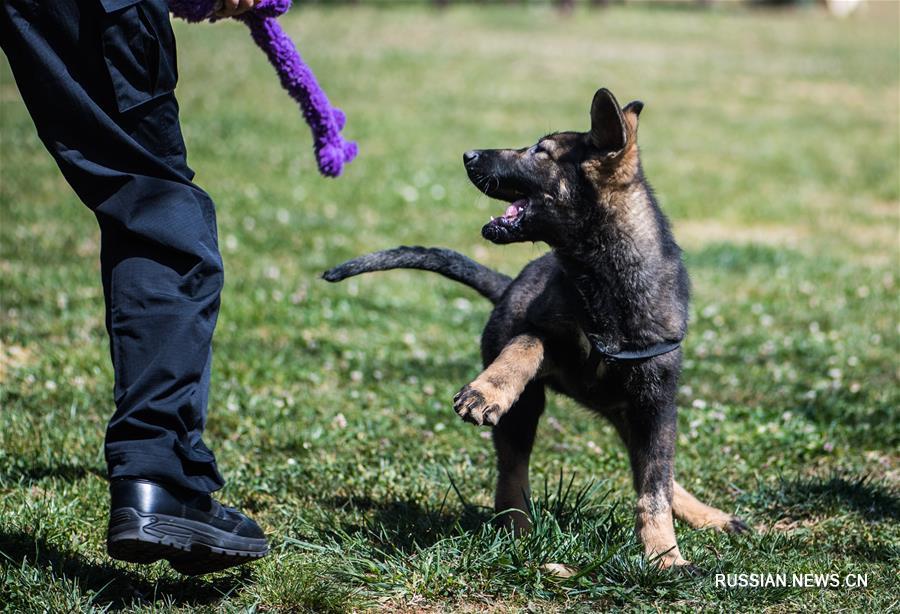 Первая клонированная полицейская собака Китая