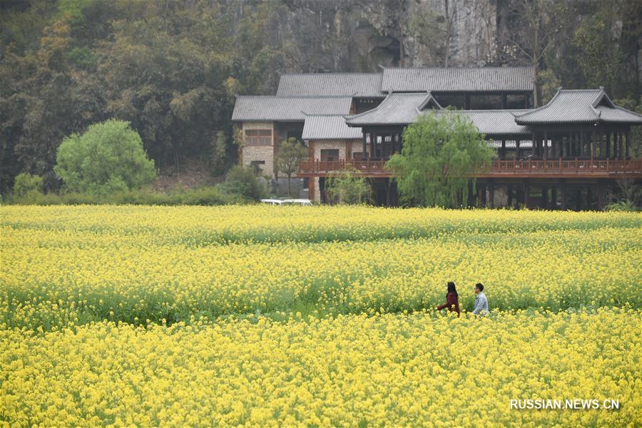 Цветущий рапс в провинции Гуйчжоу