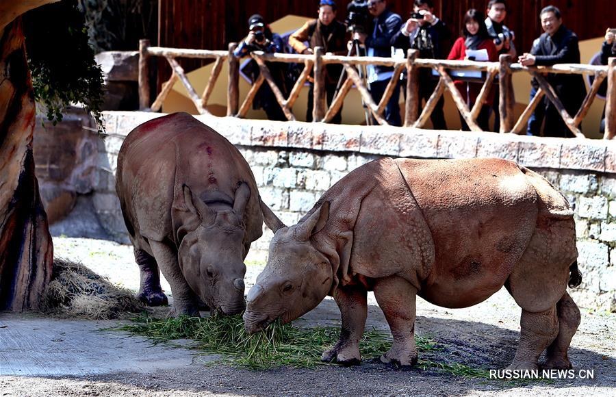 Дебют носорогов в шанхайском зоопарке