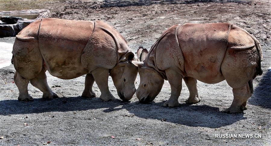 Дебют носорогов в шанхайском зоопарке