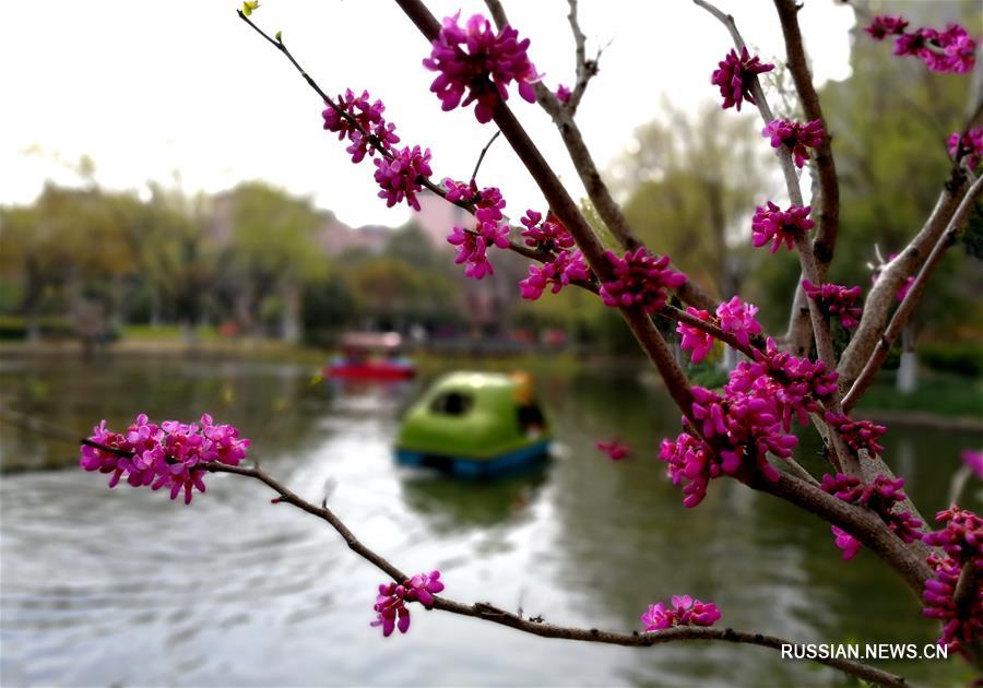 Весенние цветы в Шанхае