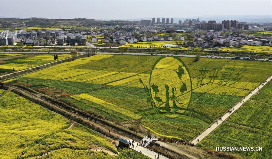 Цветущие поля рапса в парке Луншань