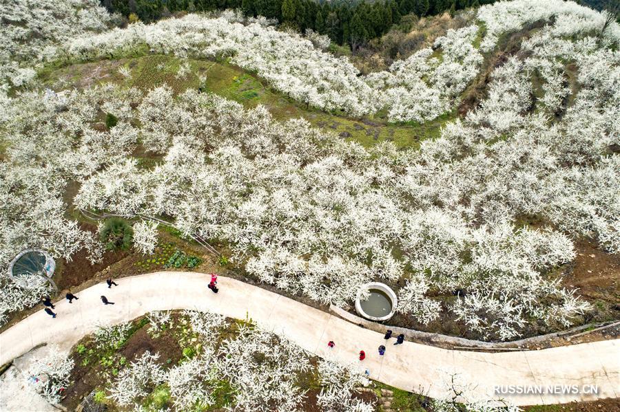 Цветущий сливовый сад в уезде Цзыгуй