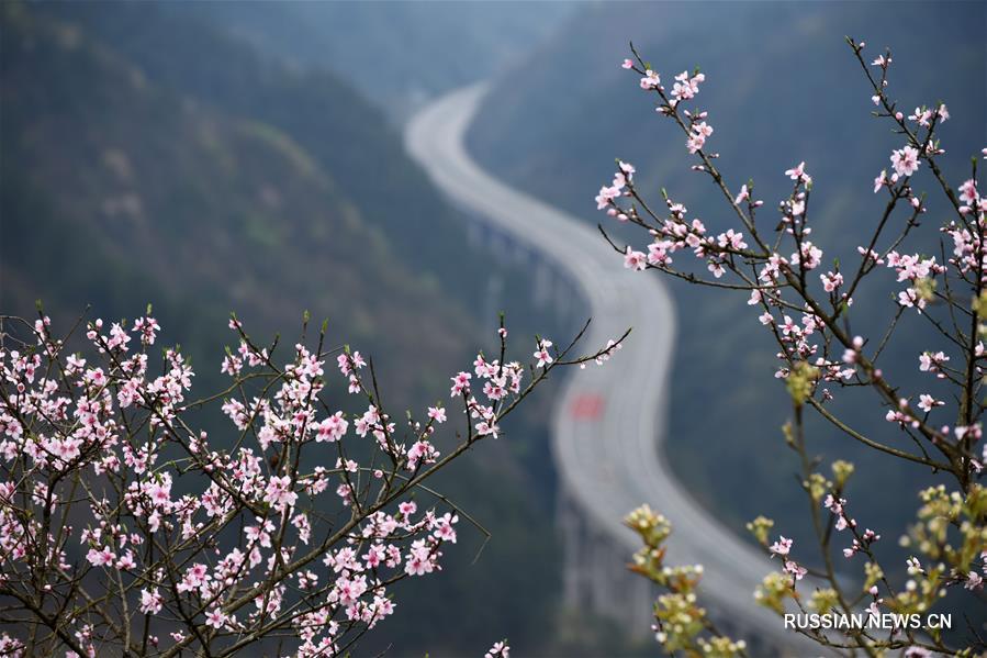 Цветение персиков и груш у скоростного шоссе в провинции Гуйчжоу