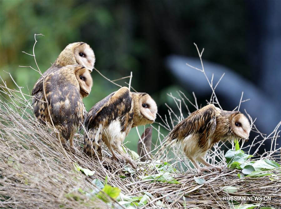 Выведенные в зоопарке Чанлун обыкновенные сипухи впервые предстали перед посетителями