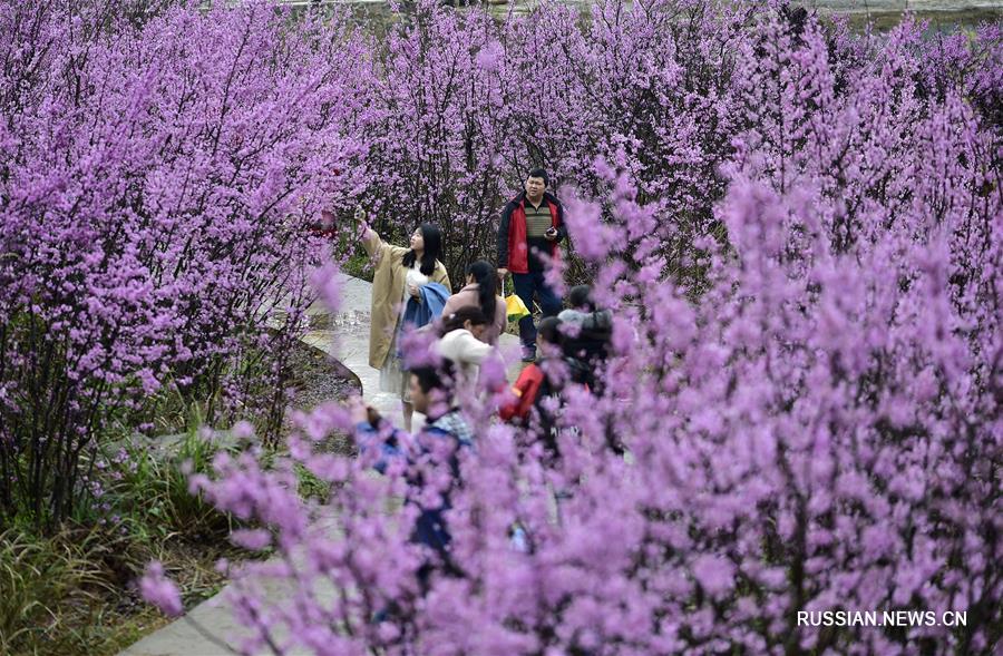 Пышное весеннее цветение опьяняет туристов 