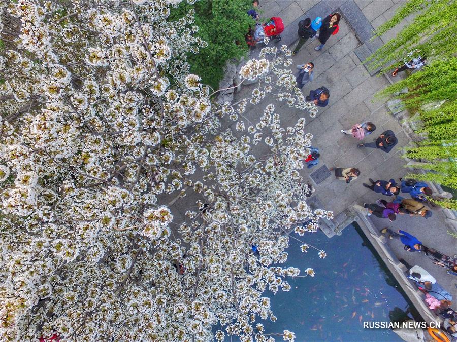 Пышное весеннее цветение опьяняет туристов 