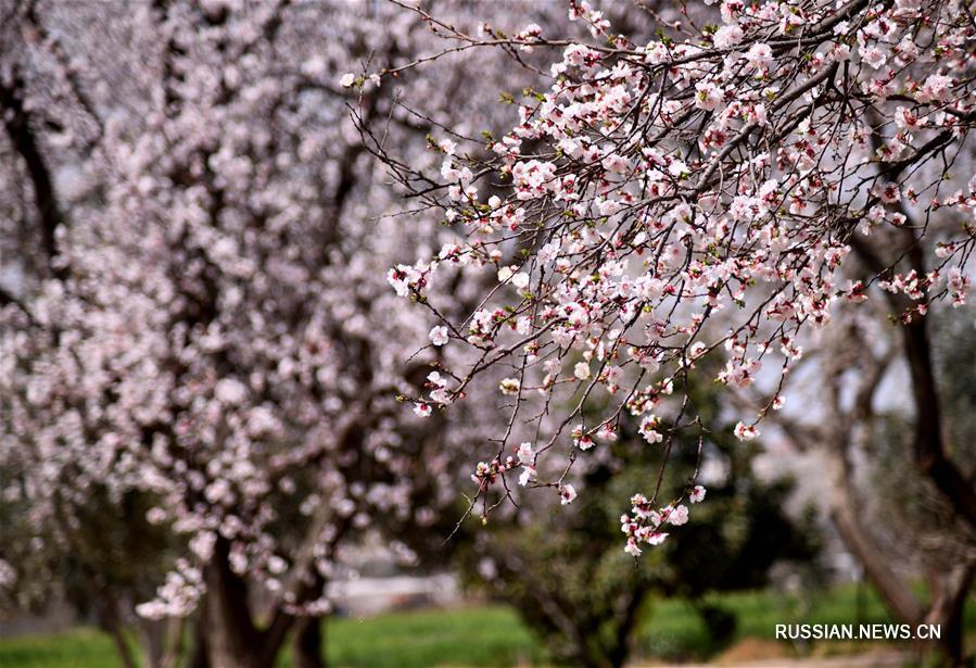 Весна в сирийской столице Дамаске