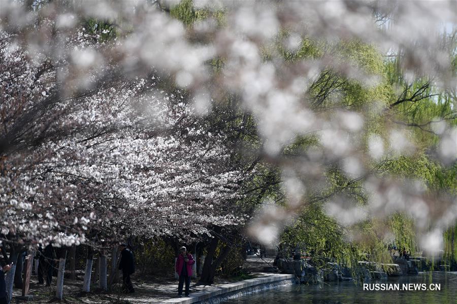 Начала цвести сакура в пекинском парке Юйюаньтань